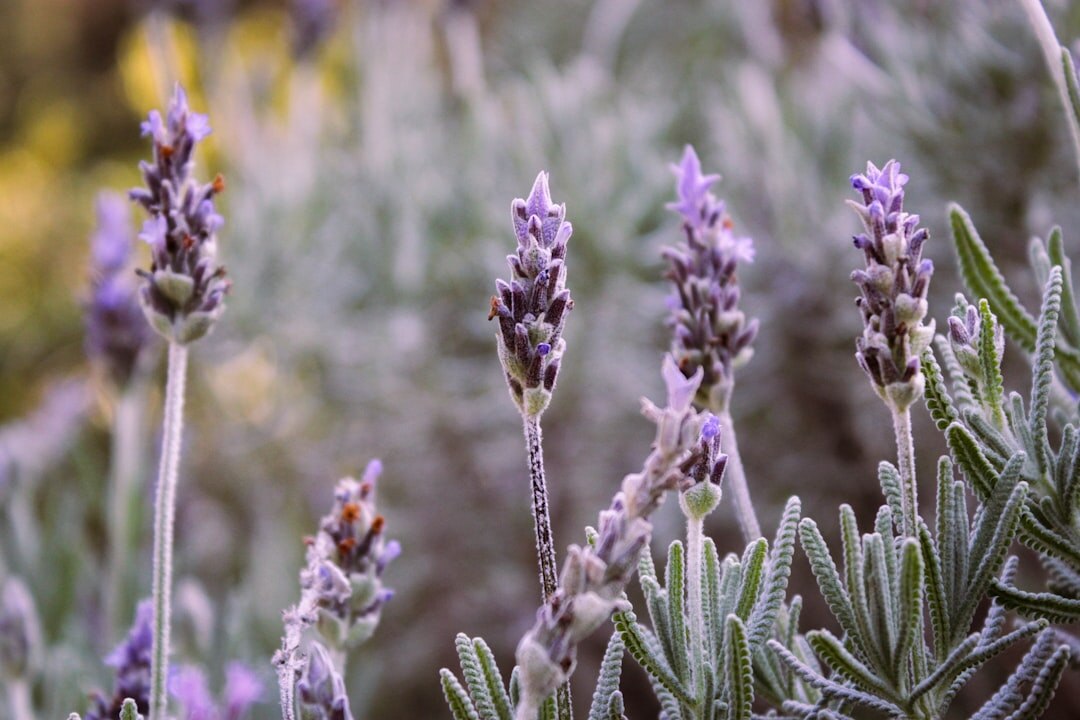 lavender plants in garden