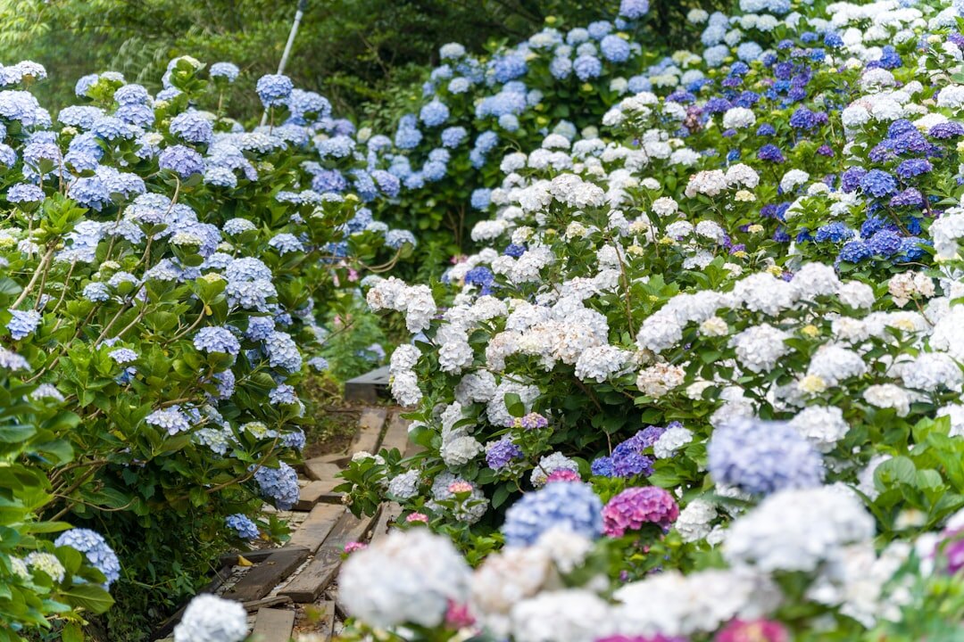 lush green garden in spring
