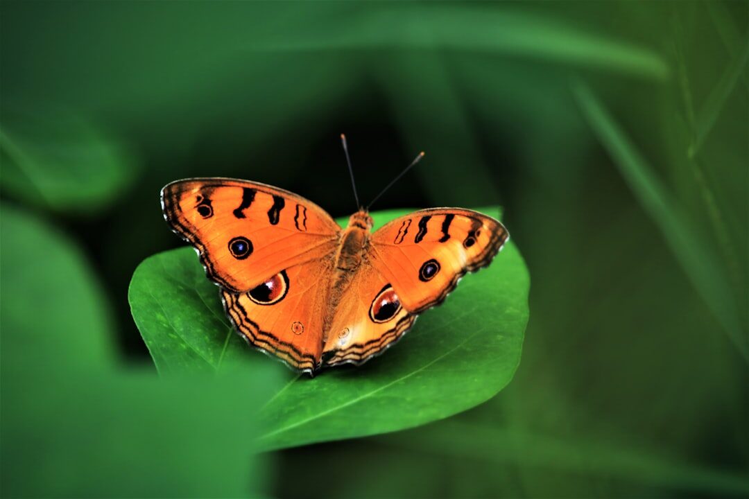 butterfly on colorful flower