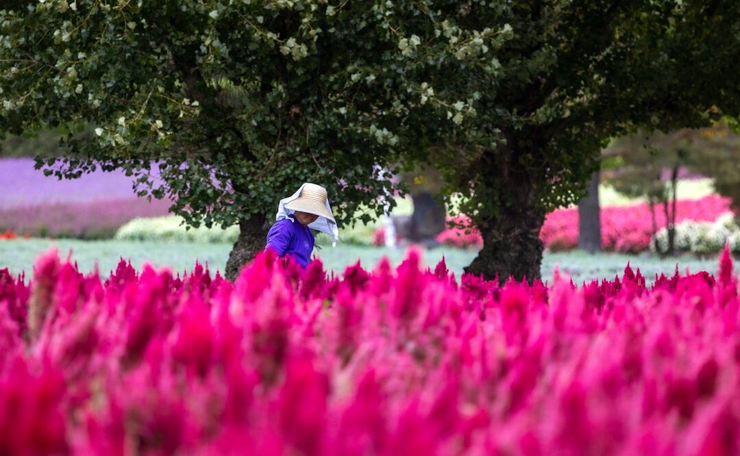 person tending colorful flowers