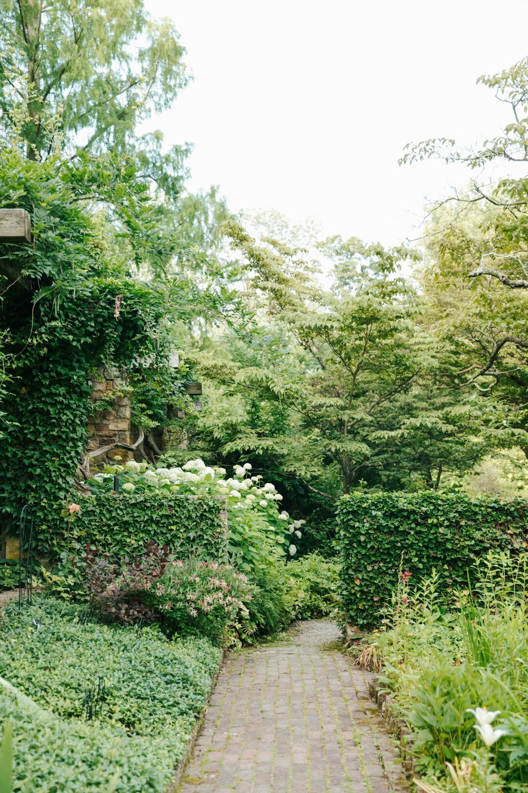 summer garden full of green plants
