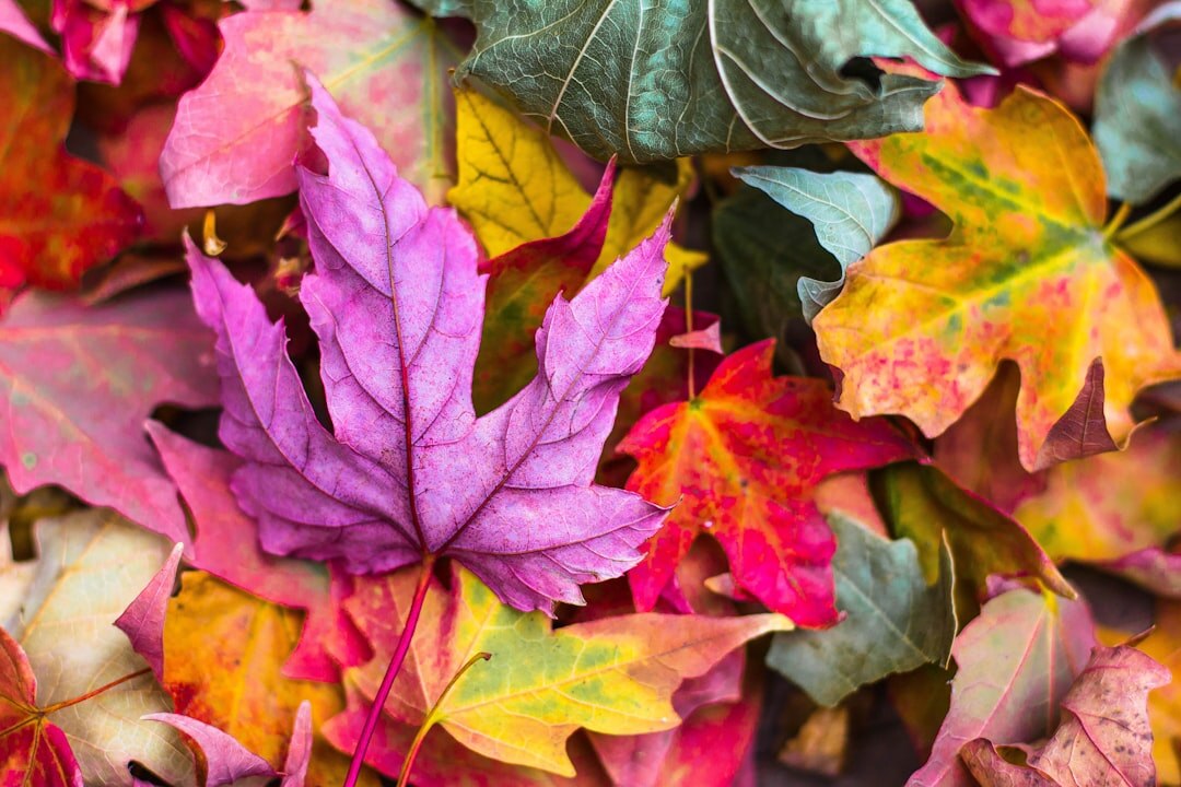 autumn garden with colorful leaves
