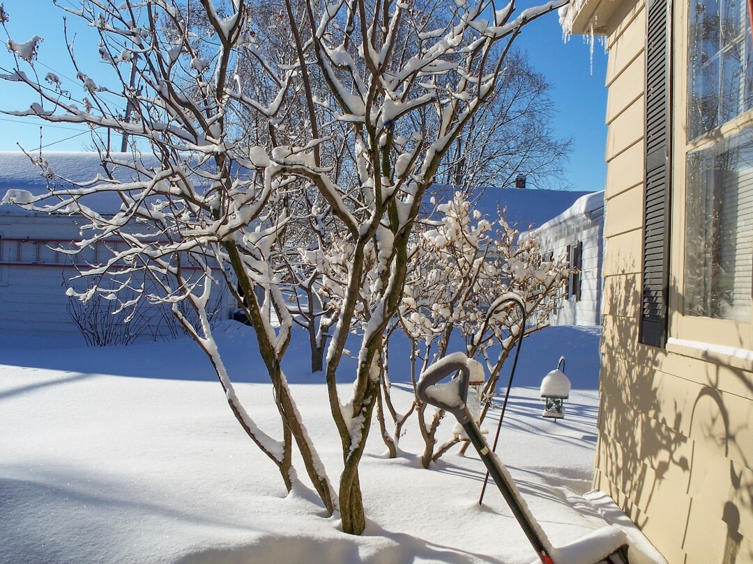 winter garden with snow