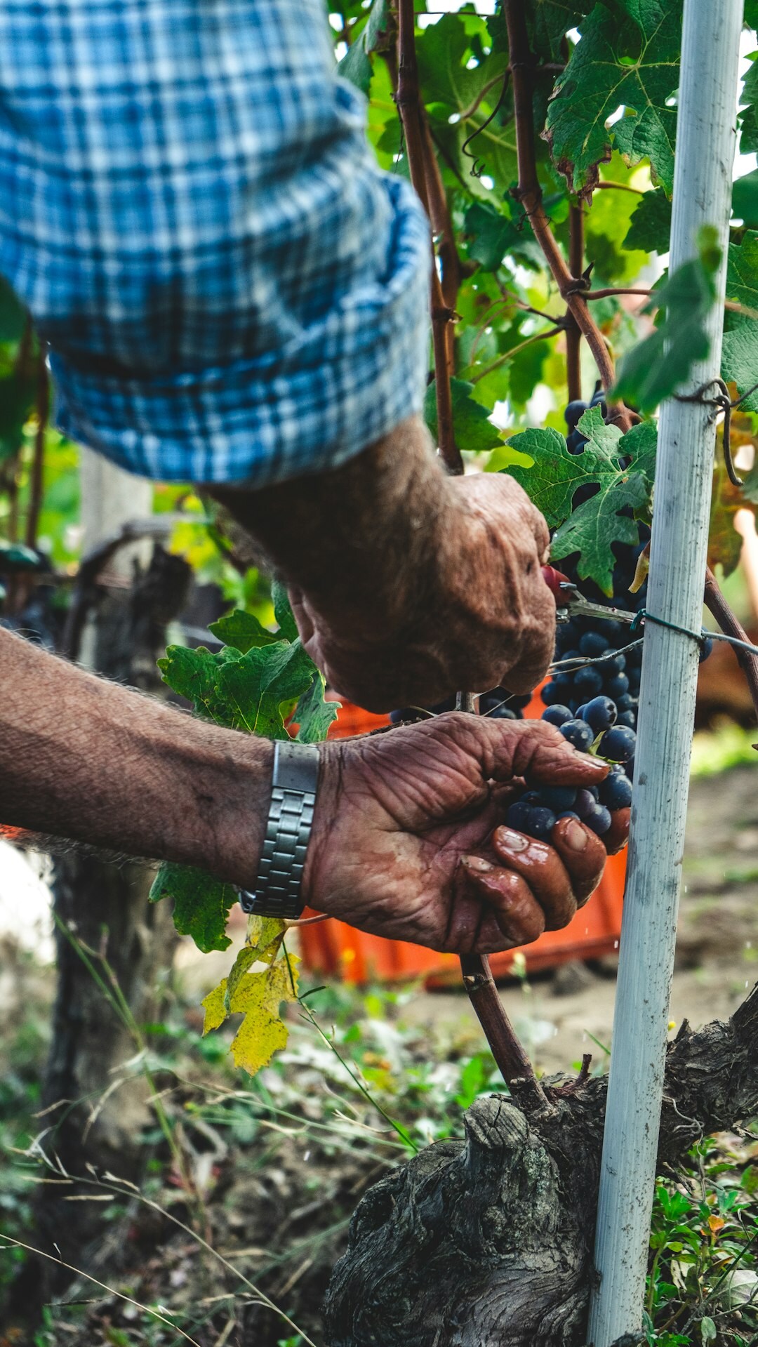 Czech man in his sixties pruning an apple tree in an orchard