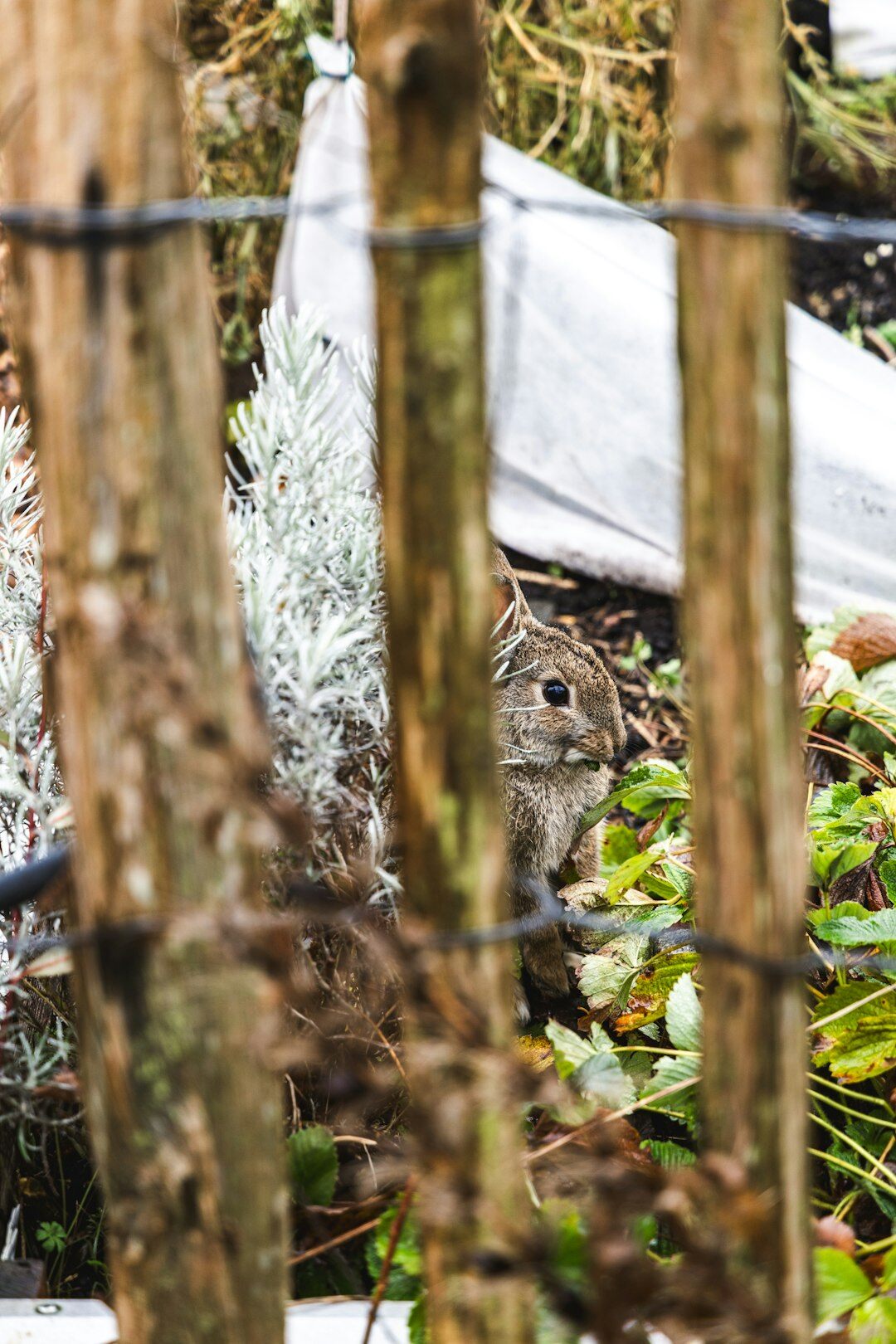 natural pest control in garden