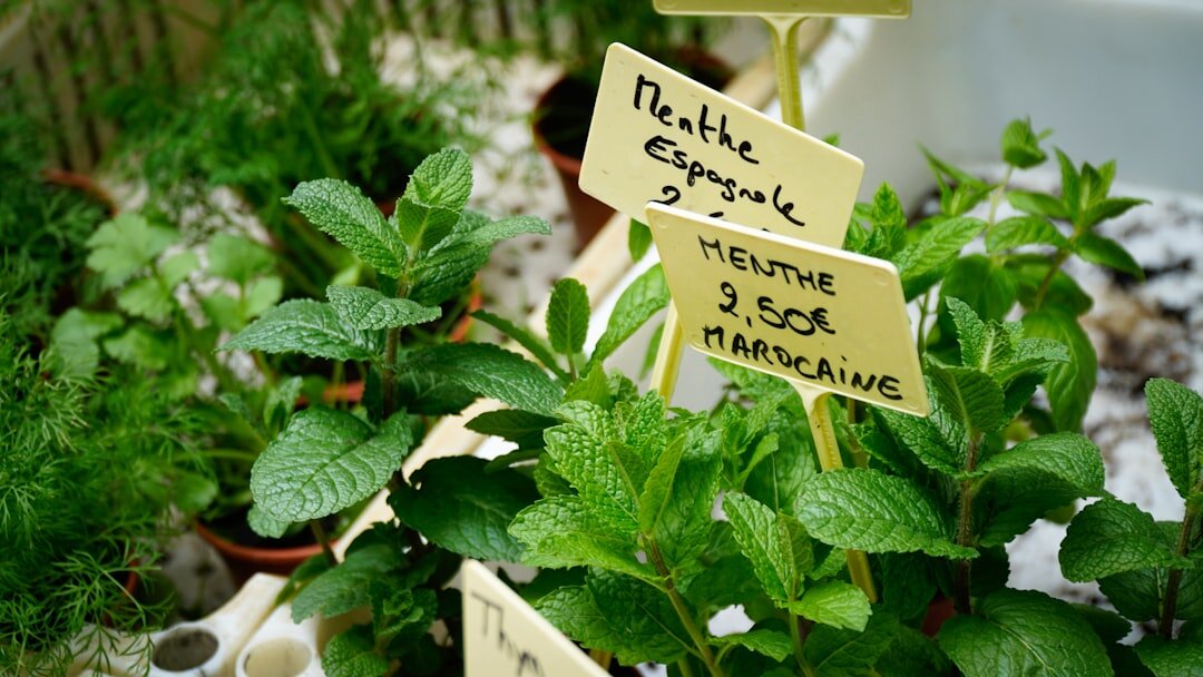 herb garden pots
