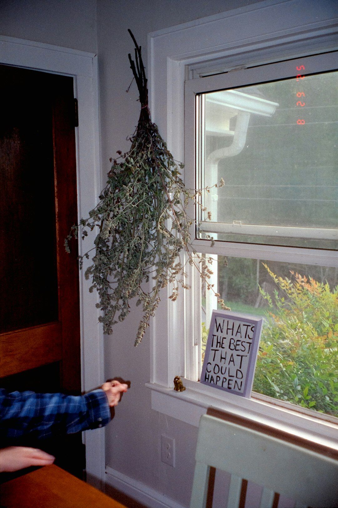 herbs on windowsill