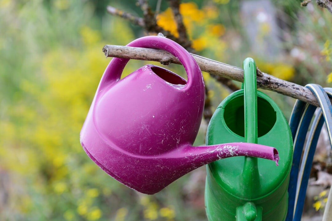 rainwater collection for garden