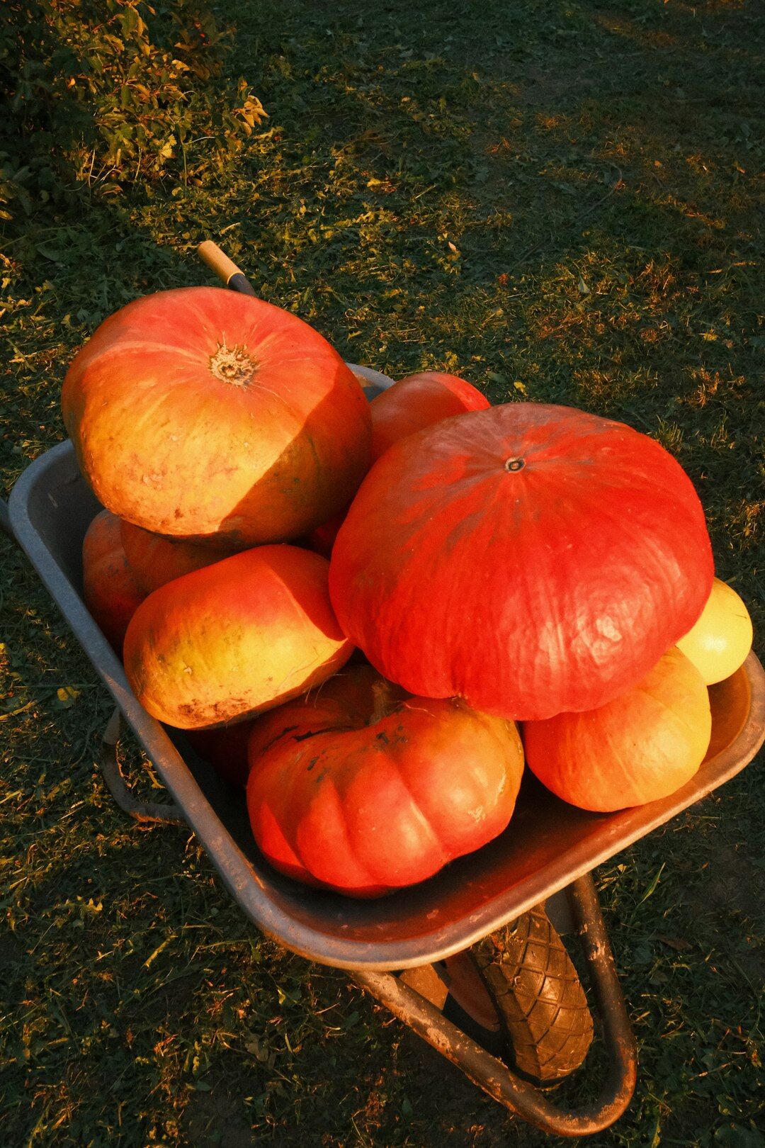 autumn garden harvest